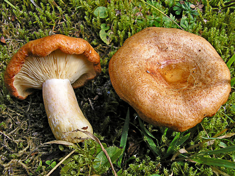 Lactarius zonarioides