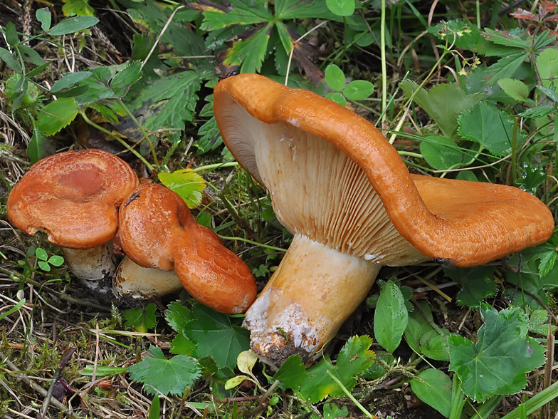 Lactarius zonarioides