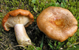 Lactarius zonarioides