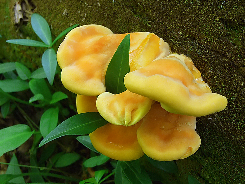 Laetiporus sulphureus