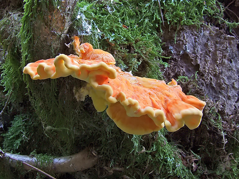 Laetiporus sulphureus