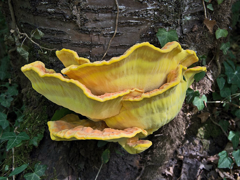 Laetiporus sulphureus