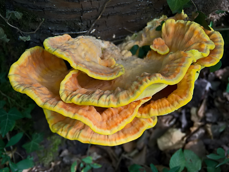 Laetiporus sulphureus