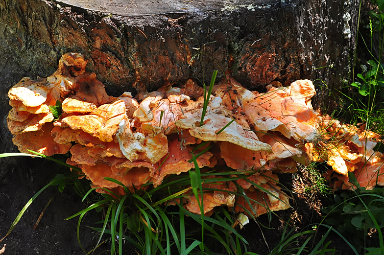 Laetiporus sulphureus