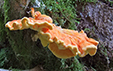 Laetiporus sulphureus