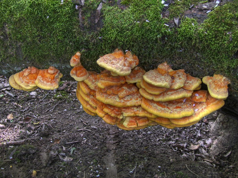 Laetiporus sulphureus