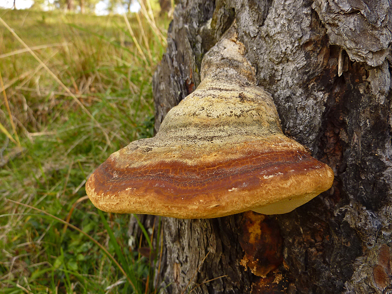 Laricifomes officinalis