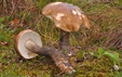 Leccinum duriusculum