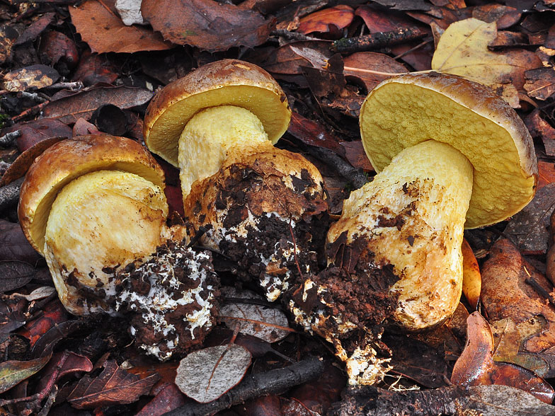 Leccinum lepidum