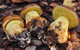 Leccinum lepidum