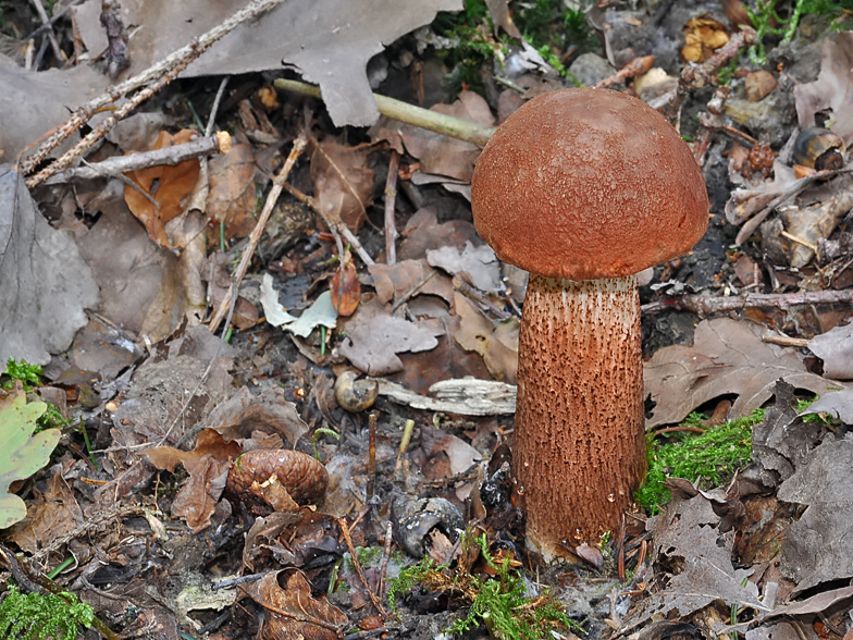 Leccinum quercinum