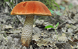 Leccinum quercinum