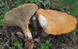 Lentinus_cyathiformis