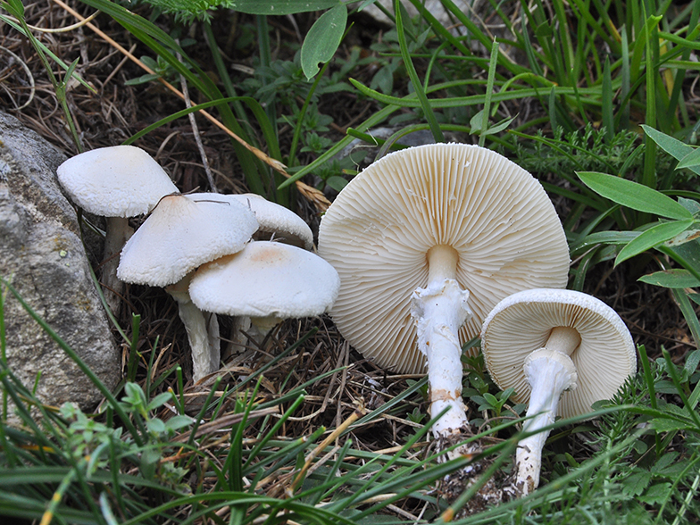 Lepiota alba