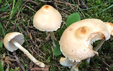 Lepiota alba