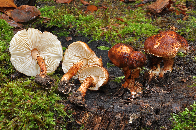 Lepiota castanea