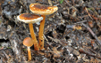 Lepiota castanea