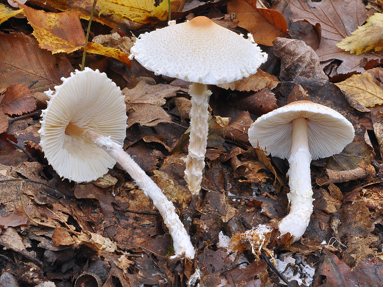 Lepiota clypeolaria