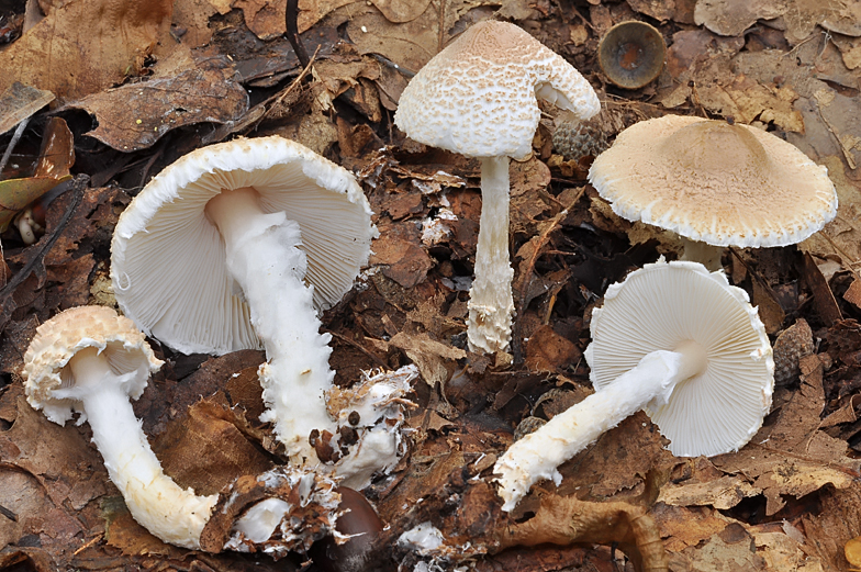 Lepiota clypeolaria