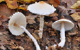 Lepiota clypeolaria