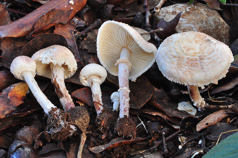 Lepiota cystophoroides