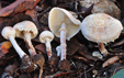 Lepiota cystophoroides