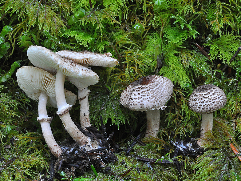 Lepiota felina