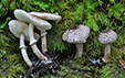 Lepiota felina