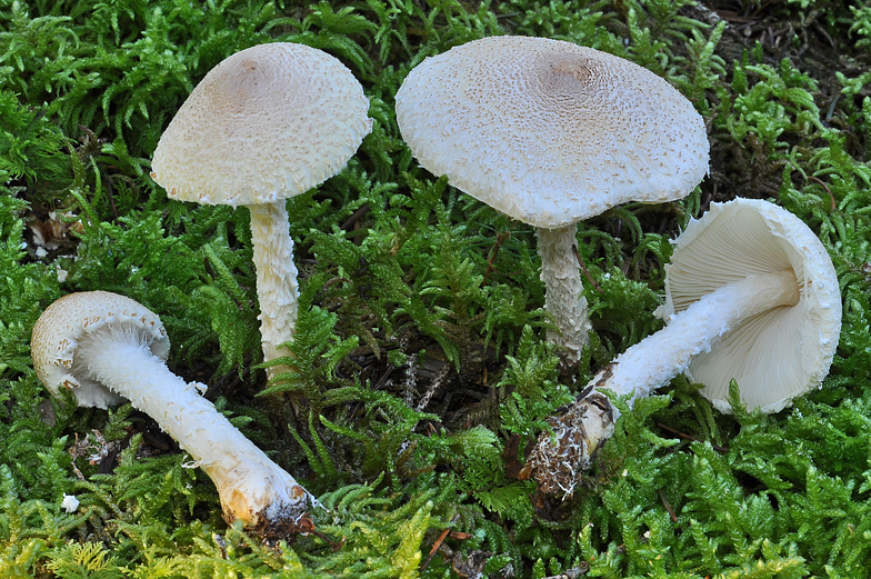 Lepiota ochraceosulfurescens