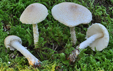 Lepiota ochraceosulfurescens