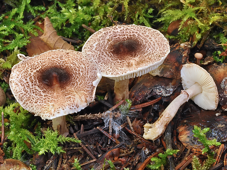 Lepiota pseudohelveola