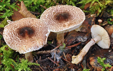 Lepiota pseudohelveola