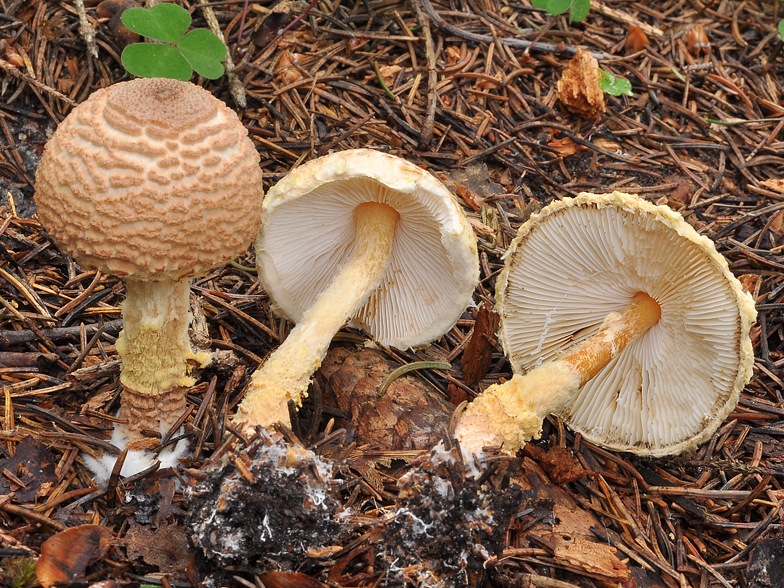 Lepiota ventriosospora