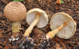 Lepiota ventriosospora