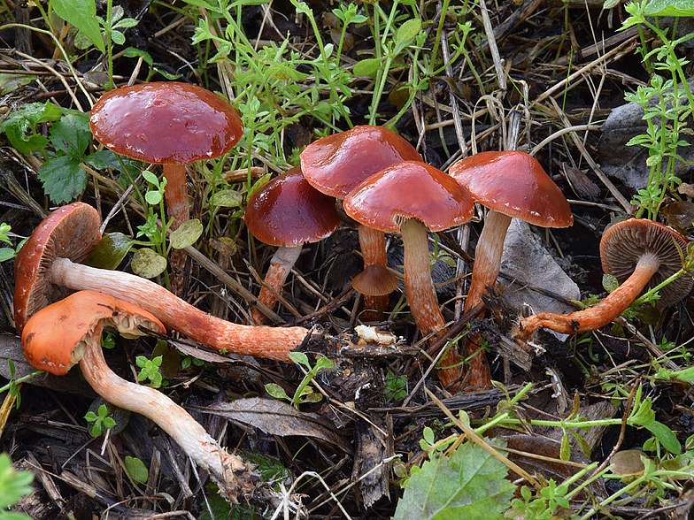 Leratiomyces ceres