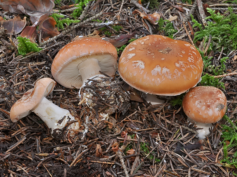 Leucocortinarius bulbiger