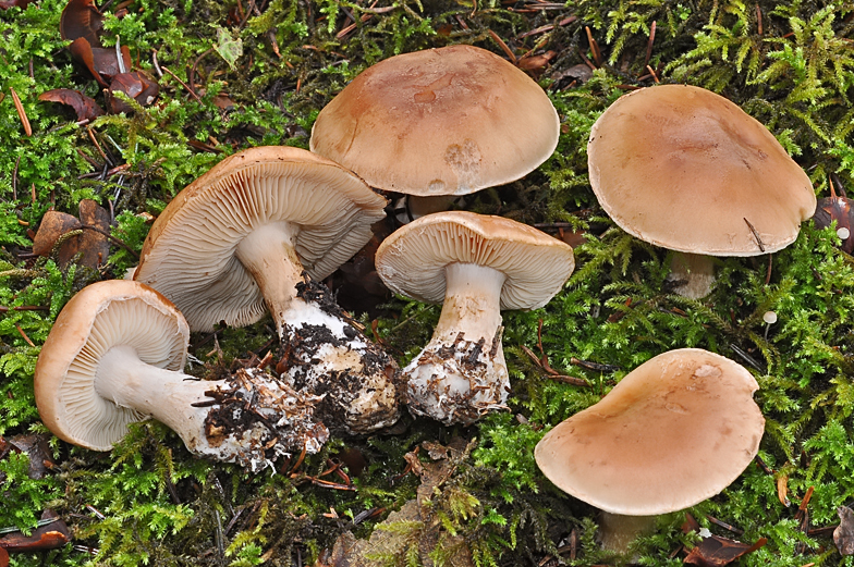 Leucocortinarius bulbiger