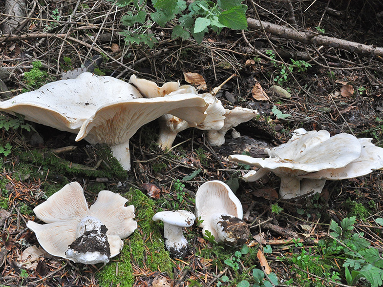 Leucopaxillus candidus