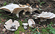 Leucopaxillus candidus