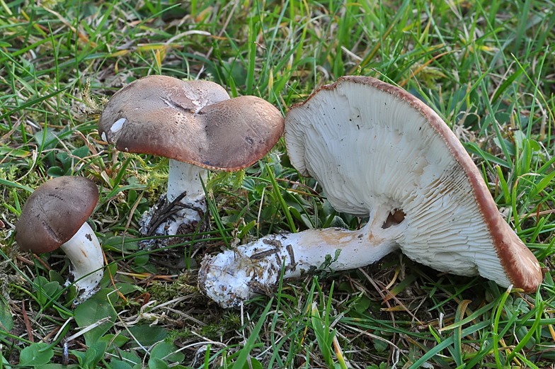 Leucopaxillus gentianeus