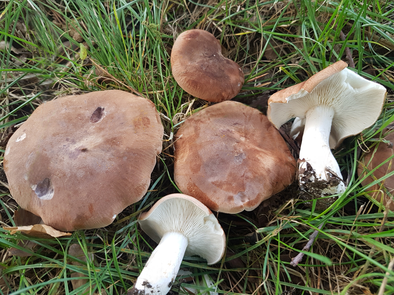 Leucopaxillus gentianeus