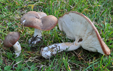 Leucopaxillus gentianeus