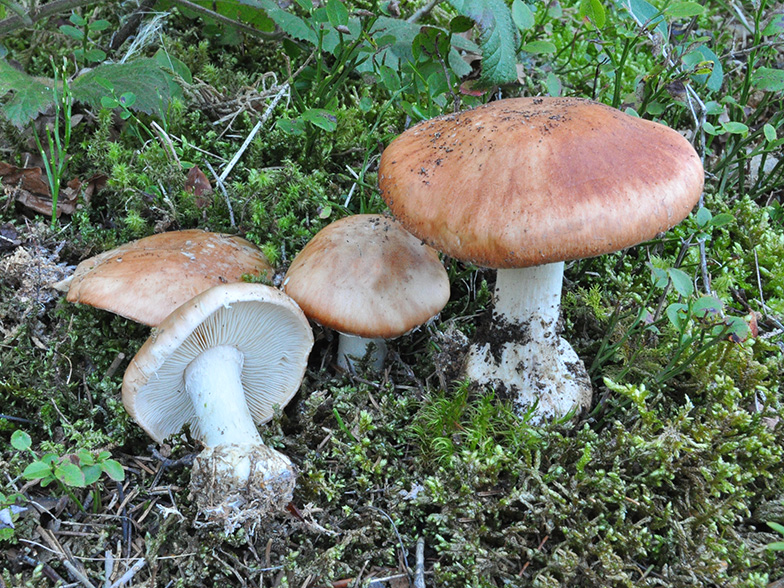 Leucocortinarius bulbiger