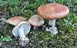 Leucocortinarius bulbiger