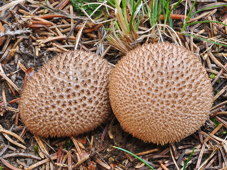 Lycoperdon echinatum