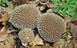 Lycoperdon echinatum