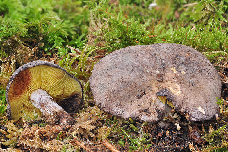 Lyophyllum favrei