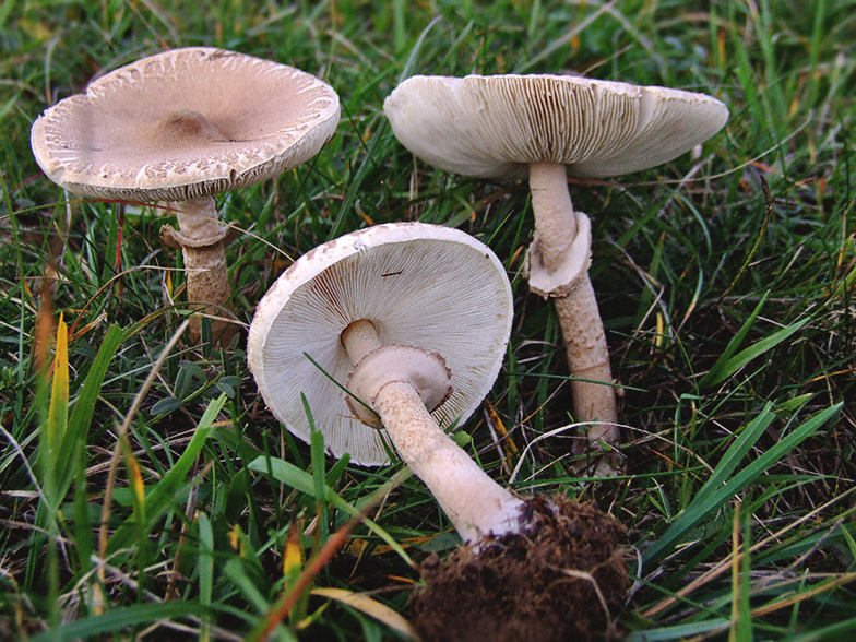 Macrolepiota mastoidea