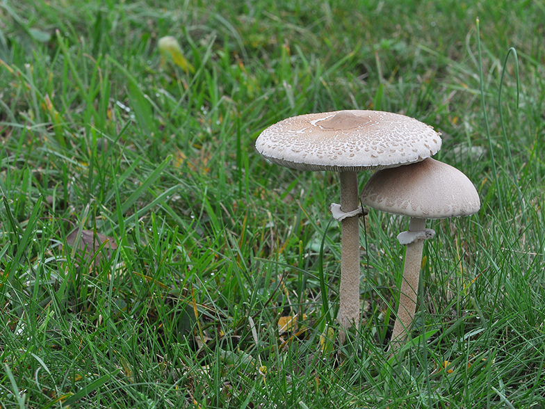 Macrolepiota mastoidea