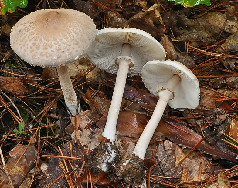 Macrolepiota mastoidea